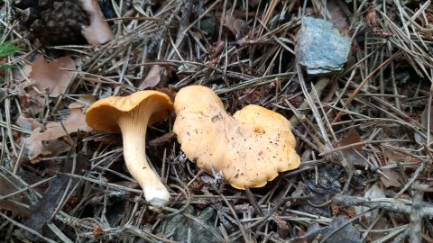 Cantharellus cibarius