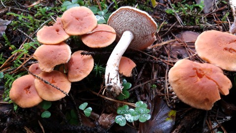 Hydnum rufescens