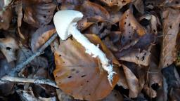 Lepiota clypeolaria