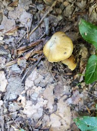 Inocybe mixtilis