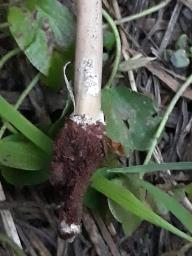 Marasmius wynneae