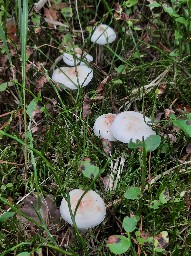 Rhodocollybia maculata