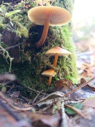 Flammulina velutipes
