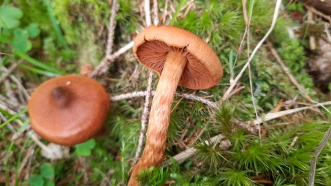 Cortinarius rubellus