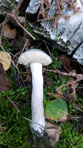 Leccinum holopus