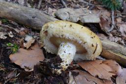 Lactarius leonis