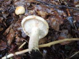 Lactarius pallidus