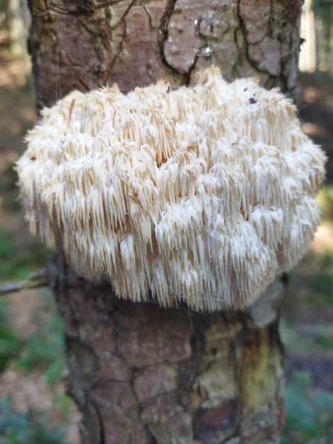 Hericium flagellum