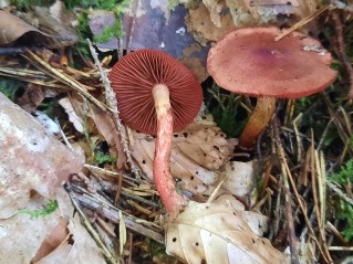 Cortinarius purpureus