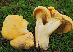 Cantharellus cibarius