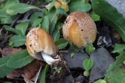 Coprinellus bipellis