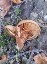 Paxillus involutus