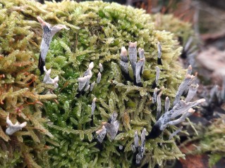 Xylaria hypoxylon