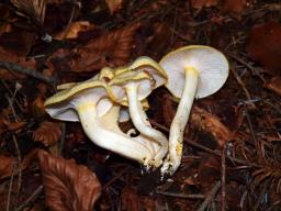 Hygrophorus chrysodon