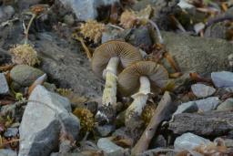 Conocybe aporos