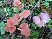 Guepinia helvelloides