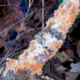 Steccherinum ochraceum