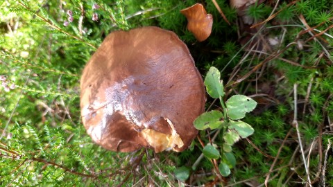 Suillus luteus