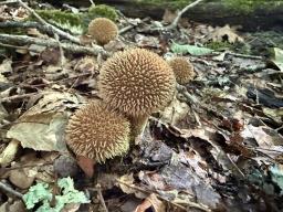 Lycoperdon echinatum
