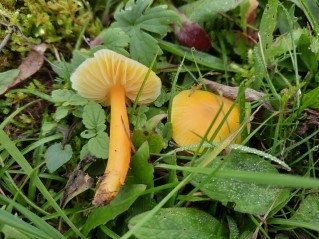 Hygrocybe paraceracea