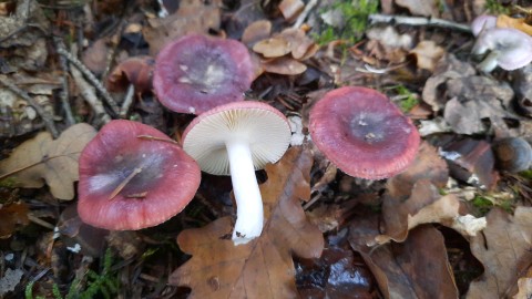 Russula fragilis
