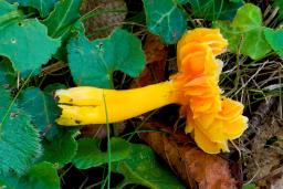 Hygrocybe quieta