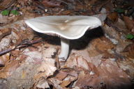 Megacollybia platyphylla