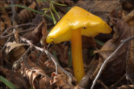 Hygrocybe persistens var. persistens