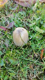 Coprinopsis atramentaria