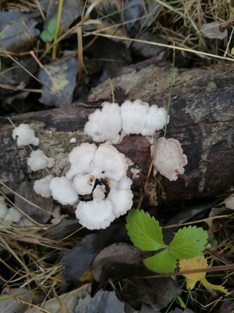 Schizophyllum commune