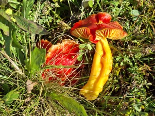 Hygrocybe aurantiosplendens