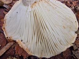 Russula delica