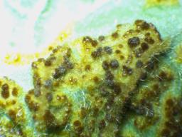 Puccinia modiolae