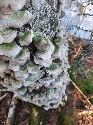 Trichaptum biforme
