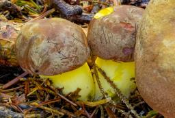 Butyriboletus roseogriseus