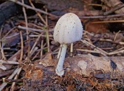 Coprinellus xanthothrix