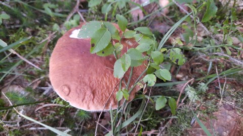 Boletus edulis