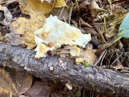 Lentinellus cochleatus