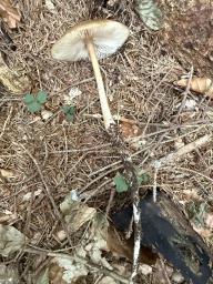 Hymenopellis radicata