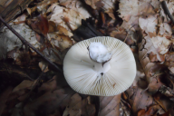 Russula solaris