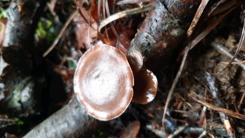 Lentinus brumalis