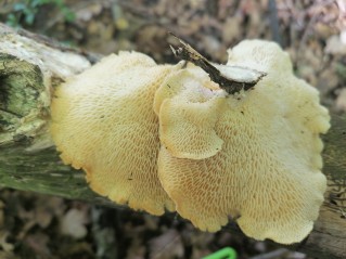 Pholiota squarrosa