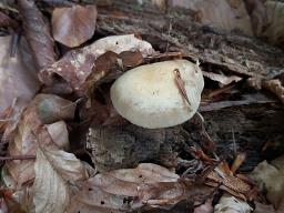 Agrocybe praecox