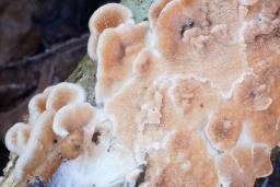 Steccherinum ochraceum