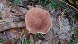 Suillus cavipes