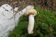 Cortinarius caperatus