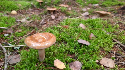 Paxillus involutus