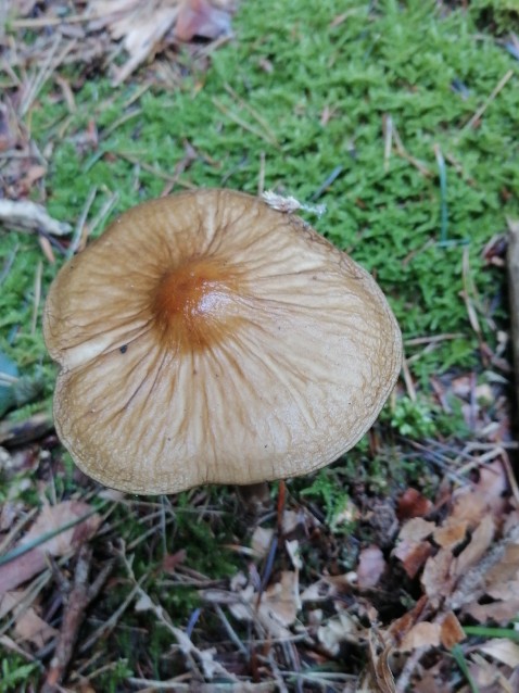 Hymenopellis radicata