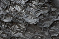 Exidia nigricans