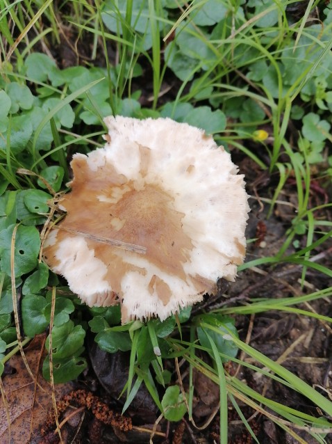 Pluteus cervinus